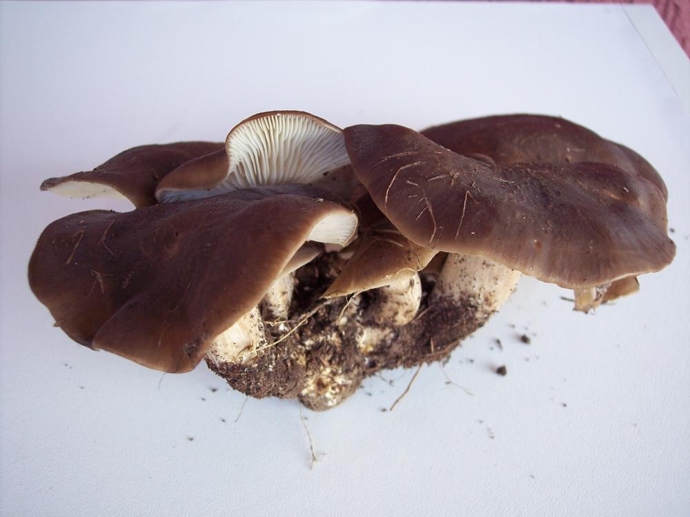 Da discutere, se vi va